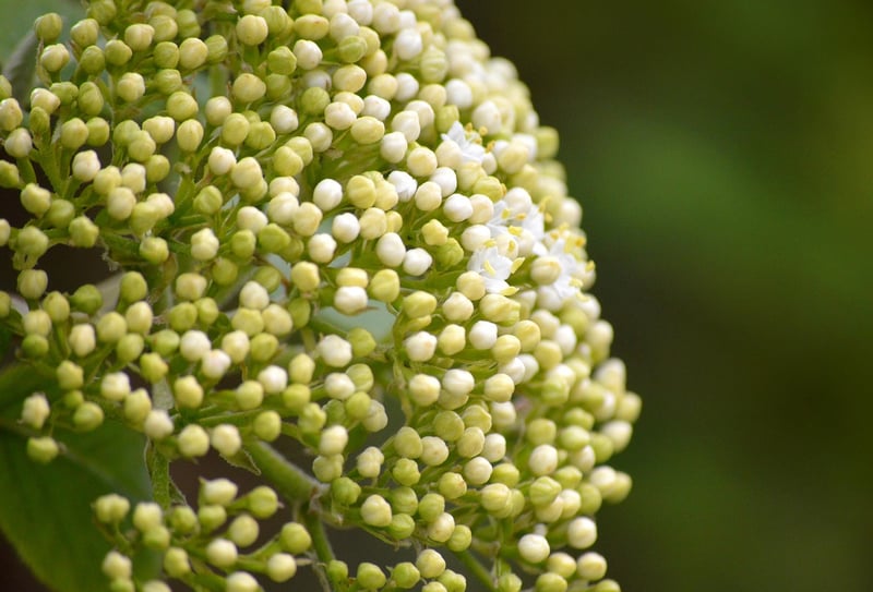 Elderberry