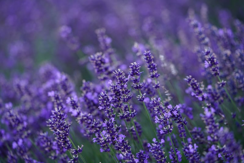 Lavender Flowers